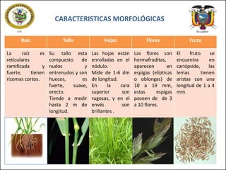 CARACTERISTICAS MORFOLÓGICAS
Raíz

Tallo

Hojas

Flores

Fruto

La
raíz
es
reticulares
ramificada
y
fuerte,
tienen
rizomas cortos.

Su tallo esta
compuesto
de
nudos
y
entrenudos y son
huecos,
es
fuerte,
suave,
erecto.
Tiende a medir
hasta 2 m de
longitud.

Las hojas están
enrolladas en el
nódulo.
Mide de 1-6 dm
de longitud.
En
la
cara
superior
son
rugosas, y en el
envés
son
brillantes .

Las flores son
hermafroditas,
aparecen
en
espigas (elípticas
o oblongas) de
10 a 19 mm,
estas
espigas
poseen de de 3
a 10 flores.

El
fruto
se
encuentra
en
cariópside,
las
lemas
tienen
aristas con una
longitud de 1 a 4
mm.

 