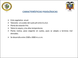 CARACTERÍSTICAS FISIOLÓGICAS






Ciclo vegetativo anual.
Tolerante a la acidez del suelo pH entre 6 y 6,5.
Planta de estación fría.
Tolera la sequía, y las altas temperaturas.
Planta rústica, poco exigente en suelos, pues se adapta a terrenos mal
drenados.

 Se desarrolla entre 2500 a 3000 m.s.n.m.

 