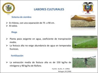 LABORES CULTURALES
Sistema de siembra

 En hileras, con una separación de 75 a 90 cm.
 Al voleo.
Riego
 Planta poco exigente en agua, coeficiente de transpiración
medio.
 La festuca alta no exige abundancia de agua en temporadas
lluviosas.
Fertilización

 La extracción media de festuca alta es de 150 kg/ha de
nitrógeno y 90 kg/ha de fósforo.
Fuente: Acuña , H . (1992)
Malugani, M (1968)

 