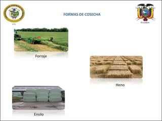 FORMAS DE COSECHA

Forraje

Heno

Ensilo

 