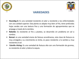 VARIEDADES
 Houndog 6: Es una variedad resistente al calor y resistente a las enfermedades
con una calidad superior. Esta planta se adapta muy bien al frío, tiene profundas
hojas verdes con una textura fina y una formación de agrupamientos que se
propaga a través de la siembra.
 Rebelde: Es resistente al frio y pisoteo, se desarrolla sin problema en sol o
sombra.
 Bonsai: es una variedad enana de festuca arundinacea, esta clase de festuca es
muy arraigada y su crecimiento es lento, es poco resistente a la sombra y muy
resistente al sol.
 Estrella rhizing: Es una variedad de festuca alta con una formación de grumos,
es resistente al calor y tolera la sequía.

 
