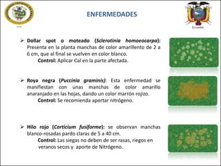 ENFERMEDADES

 Dollar spot o moteado (Sclerotinia homoeocarpa):
Presenta en la planta manchas de color amarillento de 2 a
6 cm, que al final se vuelven en color blanco.
Control: Aplicar Cal en la parte afectada.
 Roya negra (Puccinia graminis): Esta enfermedad se
manifiestan con unas manchas de color amarillo
anaranjado en las hojas, dando un color marrón rojizo.
Control: Se recomienda aportar nitrógeno.

 Hilo rojo (Corticium fusiforme): se observan manchas
blanco-rosadas pardo claras de 5 a 40 cm.
Control: Las siegas no deben de ser rasas, riegos en

veranos secos y aporte de Nitrógeno.

 