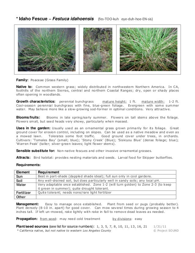 Festuca Idahoensis