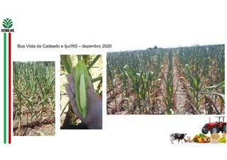 Boa Vista do Cadeado e Ijuí/RS – dezembro 2020
 