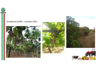 Ametista do Sul/RS – novembro 2020
 