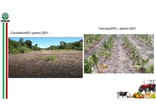 Candelária/RS –janeiro 2021
Camaquã/RS – janeiro 2021
 