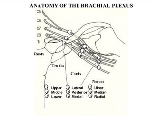 ANATOMY OF THE BRACHIAL PLEXUS 
9 
8 
7 
4 
5 
6 
3 
2 
1 
Roots 
Trunks 
Cords 
Nerves 
Ulnar 
Median 
Radial 
7 
8 
9 
5 
Lateral 
Posterior 
Medial 
4 
6 
Upper 
Middle 
Lower 
1 
2 
3 
 