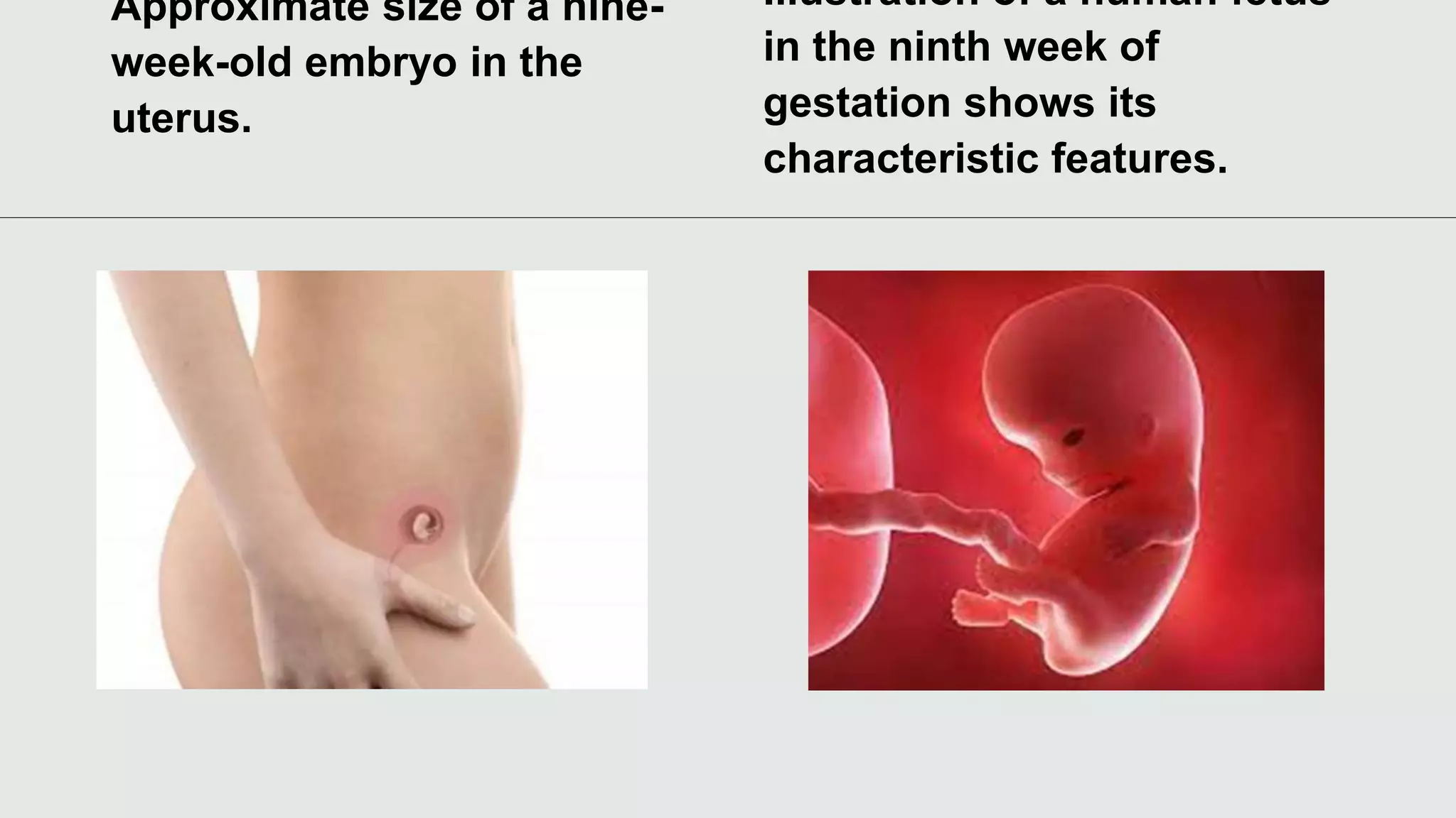 Approximate size of a nine-
week-old embryo in the
uterus.
Illustration of a human fetus
in the ninth week of
gestation shows its
characteristic features.
 