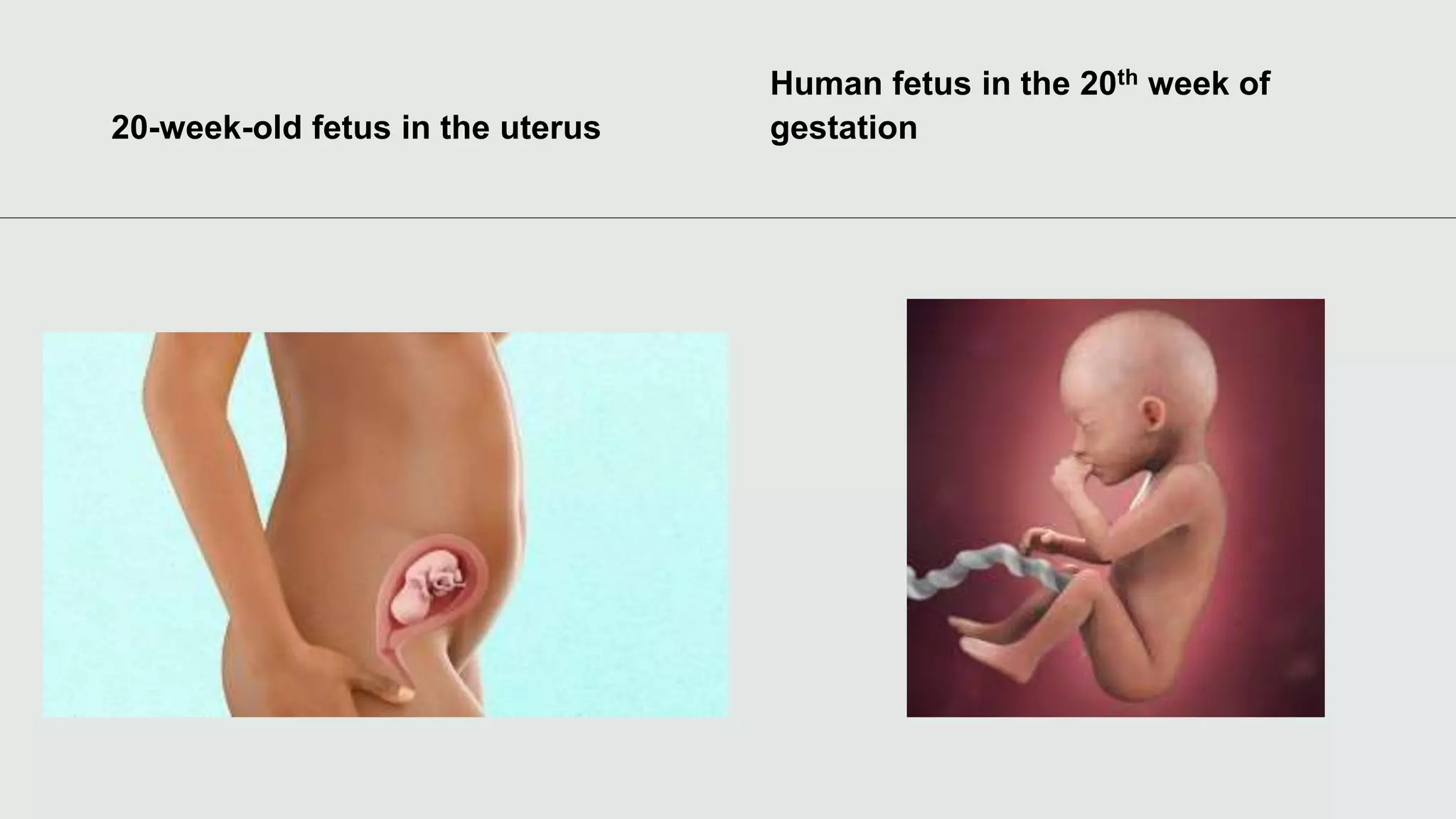 20-week-old fetus in the uterus
Human fetus in the 20th week of
gestation
 