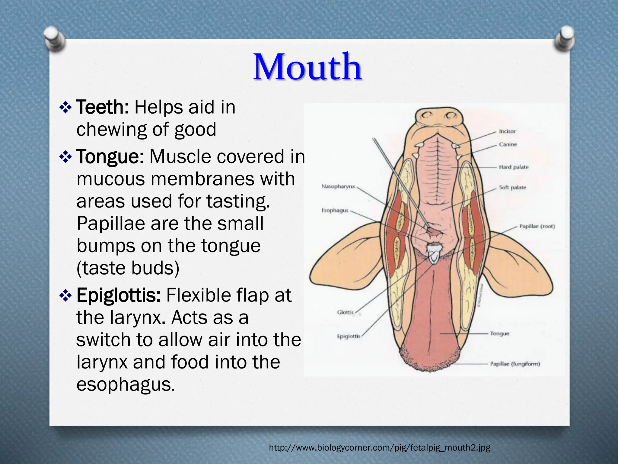 Mouth
❖ Teeth: Helps aid in
chewing of good
❖ Tongue: Muscle covered in
mucous membranes with
areas used for tasting.
Papillae are the small
bumps on the tongue
(taste buds)
❖ Epiglottis: Flexible flap at
the larynx. Acts as a
switch to allow air into the
larynx and food into the
esophagus.
http://www.biologycorner.com/pig/fetalpig_mouth2.jpg
 