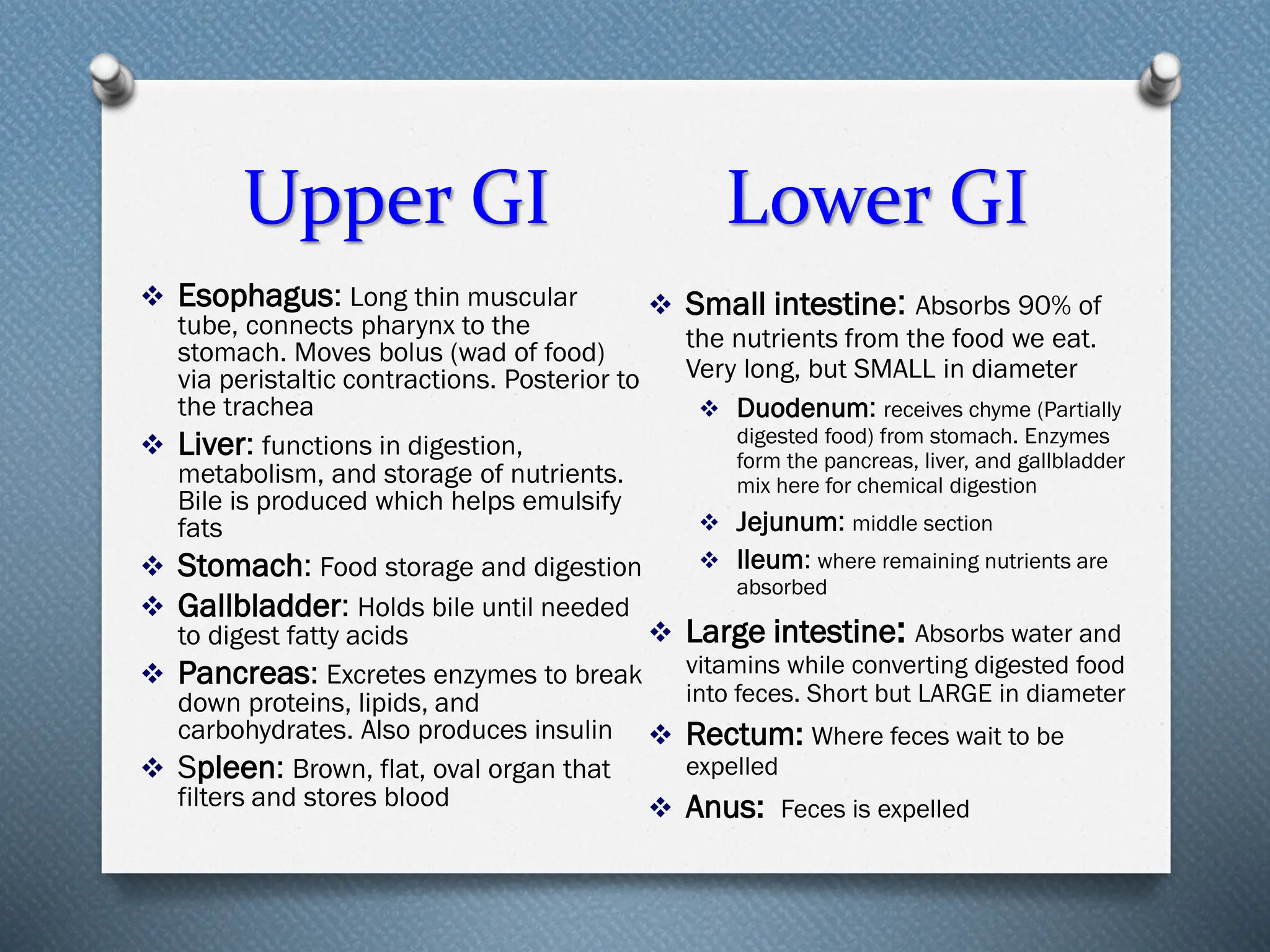 Upper GI Lower GI
❖ Esophagus: Long thin muscular
tube, connects pharynx to the
stomach. Moves bolus (wad of food)
via peristaltic contractions. Posterior to
the trachea
❖ Liver: functions in digestion,
metabolism, and storage of nutrients.
Bile is produced which helps emulsify
fats
❖ Stomach: Food storage and digestion
❖ Gallbladder: Holds bile until needed
to digest fatty acids
❖ Pancreas: Excretes enzymes to break
down proteins, lipids, and
carbohydrates. Also produces insulin
❖ Spleen: Brown, flat, oval organ that
filters and stores blood
❖ Small intestine: Absorbs 90% of
the nutrients from the food we eat.
Very long, but SMALL in diameter
❖ Duodenum: receives chyme (Partially
digested food) from stomach. Enzymes
form the pancreas, liver, and gallbladder
mix here for chemical digestion
❖ Jejunum: middle section
❖ Ileum: where remaining nutrients are
absorbed
❖ Large intestine: Absorbs water and
vitamins while converting digested food
into feces. Short but LARGE in diameter
❖ Rectum: Where feces wait to be
expelled
❖ Anus: Feces is expelled
 