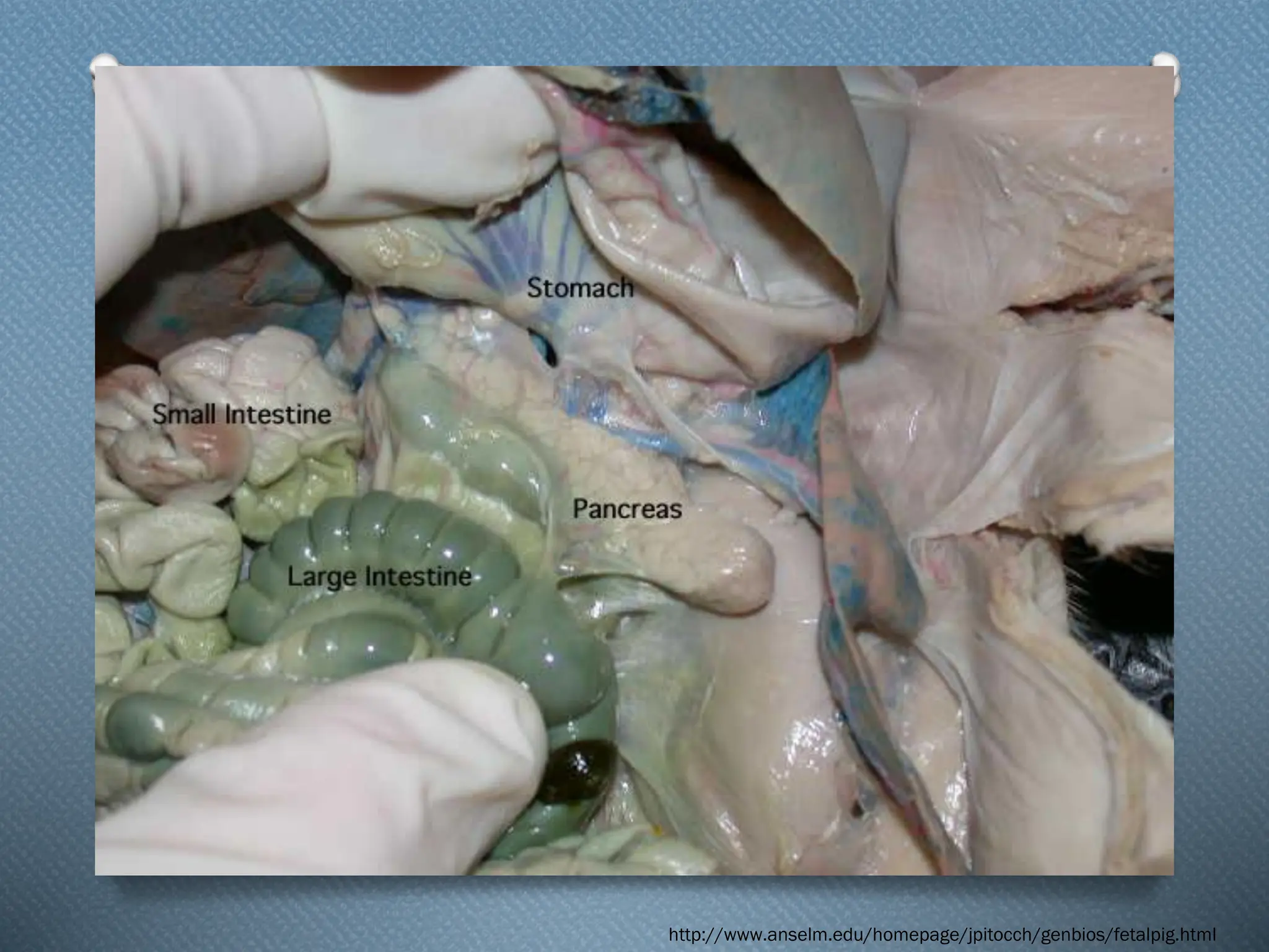 http://www.anselm.edu/homepage/jpitocch/genbios/fetalpig.html
 