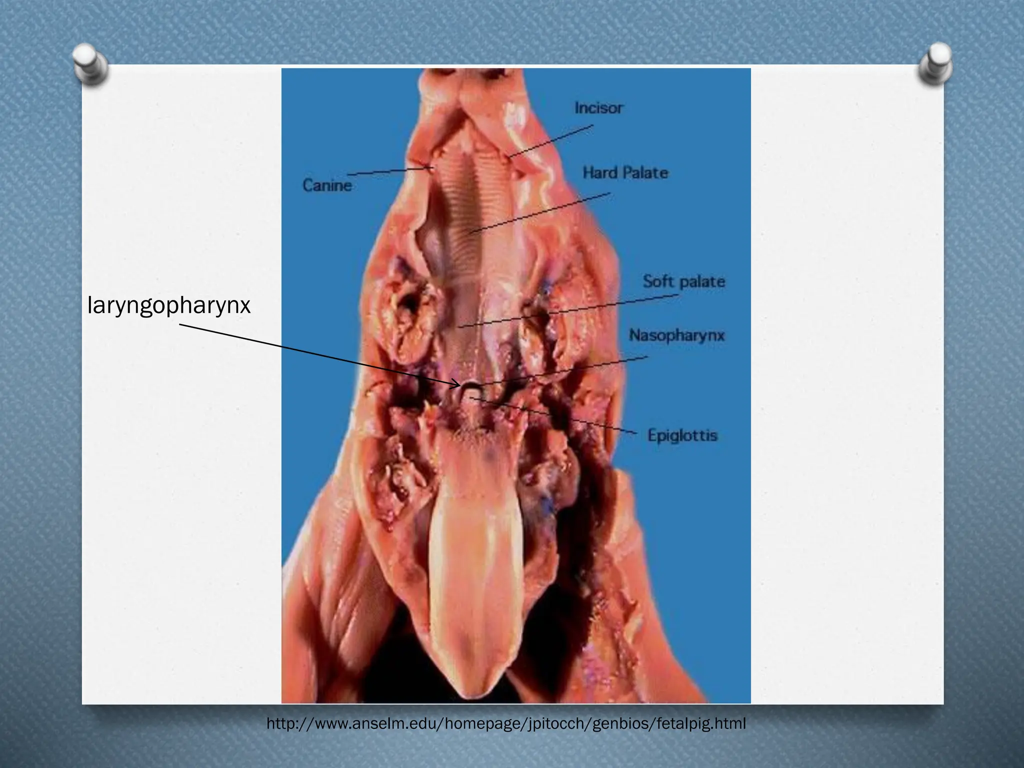 http://www.anselm.edu/homepage/jpitocch/genbios/fetalpig.html
laryngopharynx
 