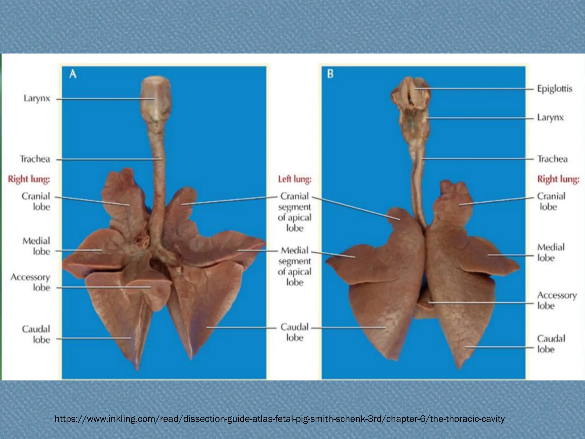 https://www.inkling.com/read/dissection-guide-atlas-fetal-pig-smith-schenk-3rd/chapter-6/the-thoracic-cavity
 