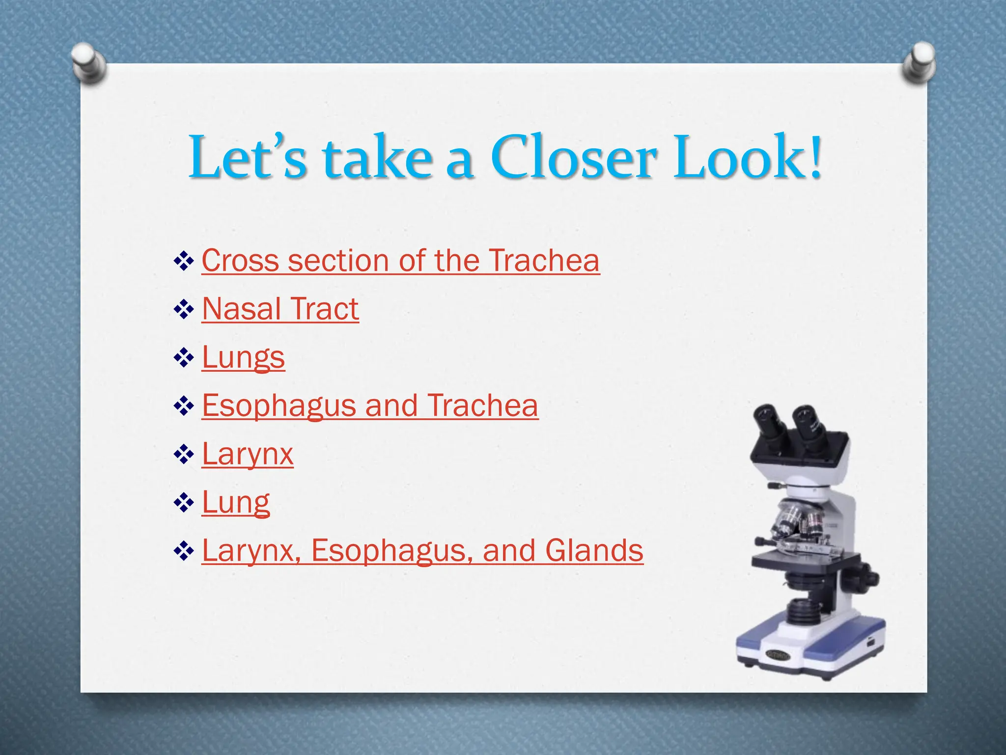 Let’s take a Closer Look!
❖ Cross section of the Trachea
❖ Nasal Tract
❖ Lungs
❖ Esophagus and Trachea
❖ Larynx
❖ Lung
❖ Larynx, Esophagus, and Glands
 