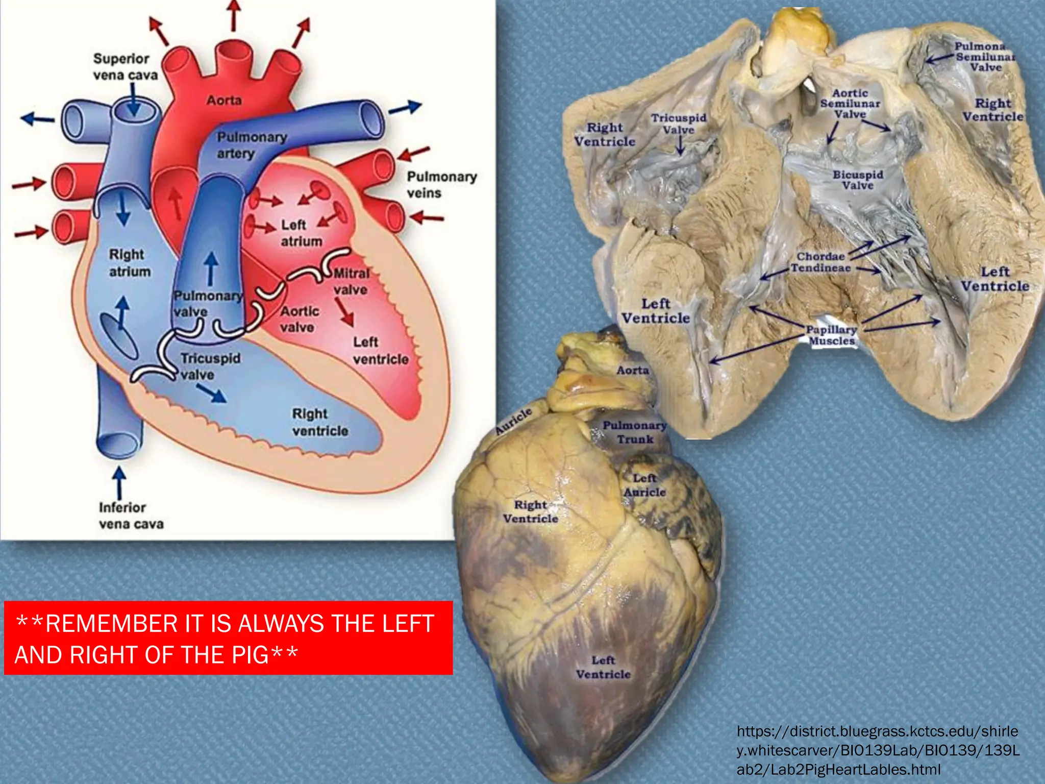 **REMEMBER IT IS ALWAYS THE LEFT
AND RIGHT OF THE PIG**
https://district.bluegrass.kctcs.edu/shirle
y.whitescarver/BIO139Lab/BIO139/139L
ab2/Lab2PigHeartLables.html
 