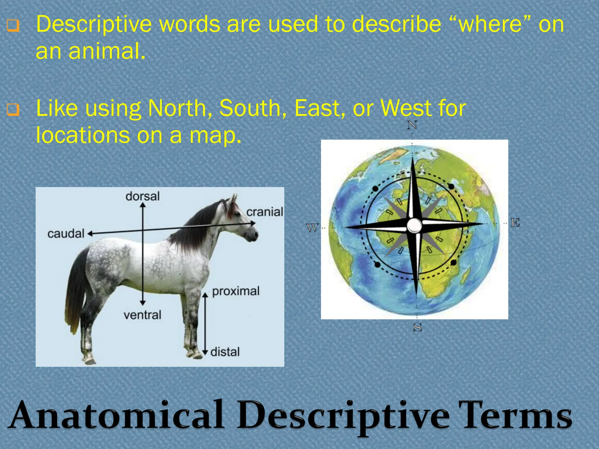 ❑ Descriptive words are used to describe “where” on
an animal.
❑ Like using North, South, East, or West for
locations on a map.
 