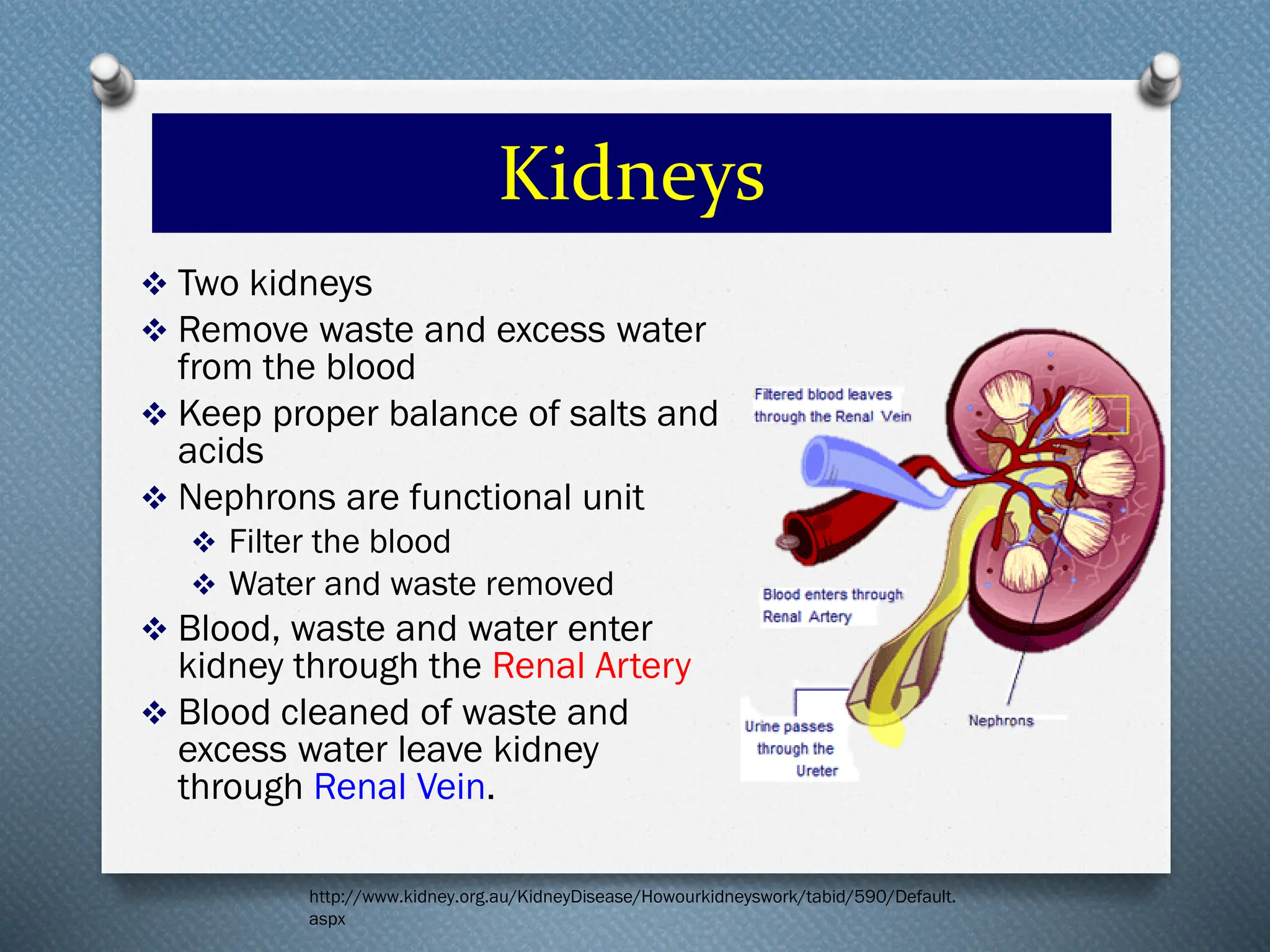 Kidneys
❖ Two kidneys
❖ Remove waste and excess water
from the blood
❖ Keep proper balance of salts and
acids
❖ Nephrons are functional unit
❖ Filter the blood
❖ Water and waste removed
❖ Blood, waste and water enter
kidney through the Renal Artery
❖ Blood cleaned of waste and
excess water leave kidney
through Renal Vein.
http://www.kidney.org.au/KidneyDisease/Howourkidneyswork/tabid/590/Default.
aspx
 