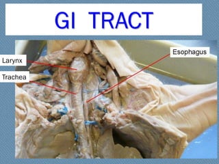 Pig Dissection Lab Fetal Pig Dissection Lab Presentation For HighSchool | PDF
