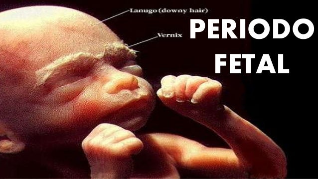 Resultado de imagen para periodo fetal