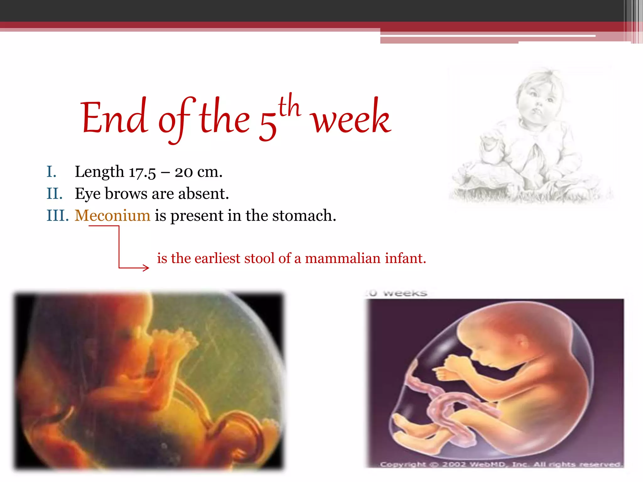 Fetal age & gender determination. | PPTX