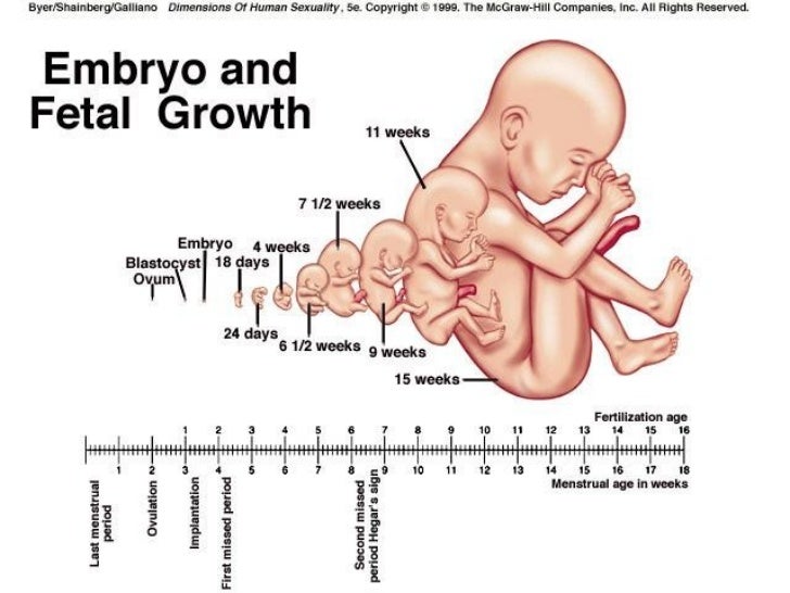 Fetal and embryo growth