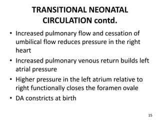 TRANSITIONAL NEONATAL
CIRCULATION contd.
• Increased pulmonary flow and cessation of
umbilical flow reduces pressure in the right
heart
• Increased pulmonary venous return builds left
atrial pressure
• Higher pressure in the left atrium relative to
right functionally closes the foramen ovale
• DA constricts at birth
15
 