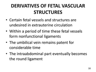DERIVATIVES OF FETAL VASCULAR
STRUCTURES
• Certain fetal vessels and structures are
undesired in extrauterine circulation
• Within a period of time these fetal vessels
form nonfunctional ligaments
• The umbilical vein remains patent for
considerable time
• The intraabdominal part eventually becomes
the round ligament
18
 