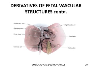 DERIVATIVES OF FETAL VASCULAR
STRUCTURES contd.
UMBILICAL VEIN, DUCTUS VENOSUS 20
 