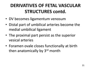 DERIVATIVES OF FETAL VASCULAR
STRUCTURES contd.
• DV becomes ligamentum venosum
• Distal part of umbilical arteries become the
medial umbilical ligament
• The proximal part persist as the superior
vesical arteries
• Foramen ovale closes functionally at birth
then anatomically by 3rd month
21
 