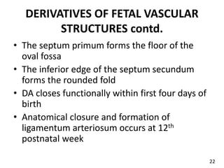 DERIVATIVES OF FETAL VASCULAR
STRUCTURES contd.
• The septum primum forms the floor of the
oval fossa
• The inferior edge of the septum secundum
forms the rounded fold
• DA closes functionally within first four days of
birth
• Anatomical closure and formation of
ligamentum arteriosum occurs at 12th
postnatal week
22
 
