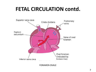 FETAL CIRCULATION contd.
FORAMEN OVALE
7
 