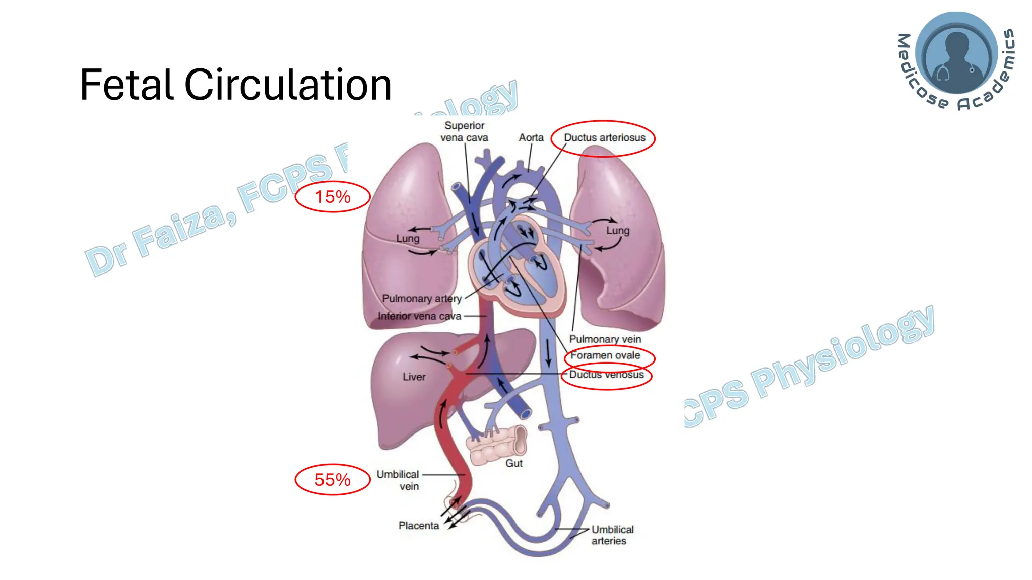 Fetal and Neonatal Physiology - Dr Faiza.pdf