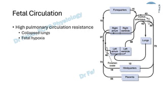 Fetal and Neonatal Physiology - Dr Faiza.pdf