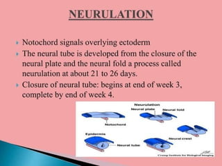 Fetal and placental development (1).pptx
