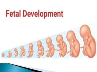Fetal and placental development (1).pptx
