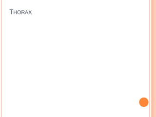 THORAX
 