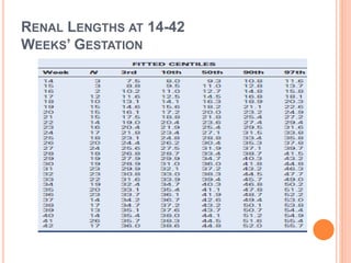 RENAL LENGTHS AT 14-42
WEEKS’ GESTATION
 