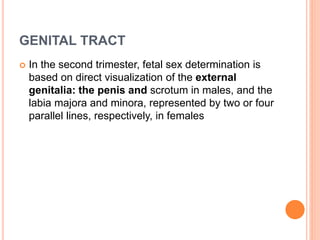 GENITAL TRACT
 In the second trimester, fetal sex determination is
based on direct visualization of the external
genitalia: the penis and scrotum in males, and the
labia majora and minora, represented by two or four
parallel lines, respectively, in females
 