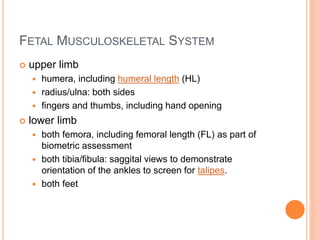 FETAL MUSCULOSKELETAL SYSTEM
 upper limb
 humera, including humeral length (HL)
 radius/ulna: both sides
 fingers and thumbs, including hand opening
 lower limb
 both femora, including femoral length (FL) as part of
biometric assessment
 both tibia/fibula: saggital views to demonstrate
orientation of the ankles to screen for talipes.
 both feet
 