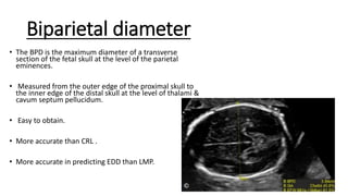 Biparietal diameter
• The BPD is the maximum diameter of a transverse
section of the fetal skull at the level of the parietal
eminences.
• Measured from the outer edge of the proximal skull to
the inner edge of the distal skull at the level of thalami &
cavum septum pellucidum.
• Easy to obtain.
• More accurate than CRL .
• More accurate in predicting EDD than LMP.
 