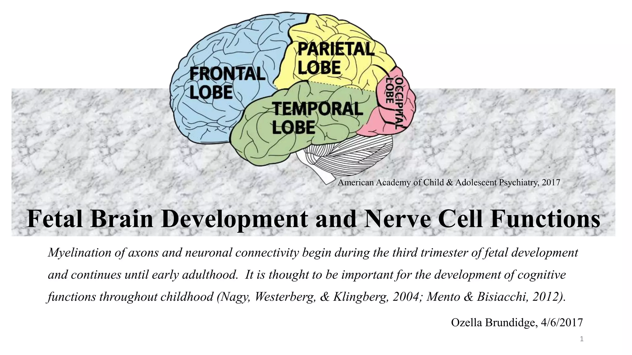 Fetal brain development and cellular functions | PPTX