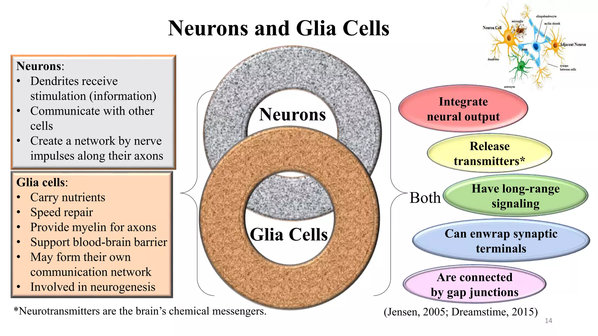 Fetal brain development and cellular functions | PPTX