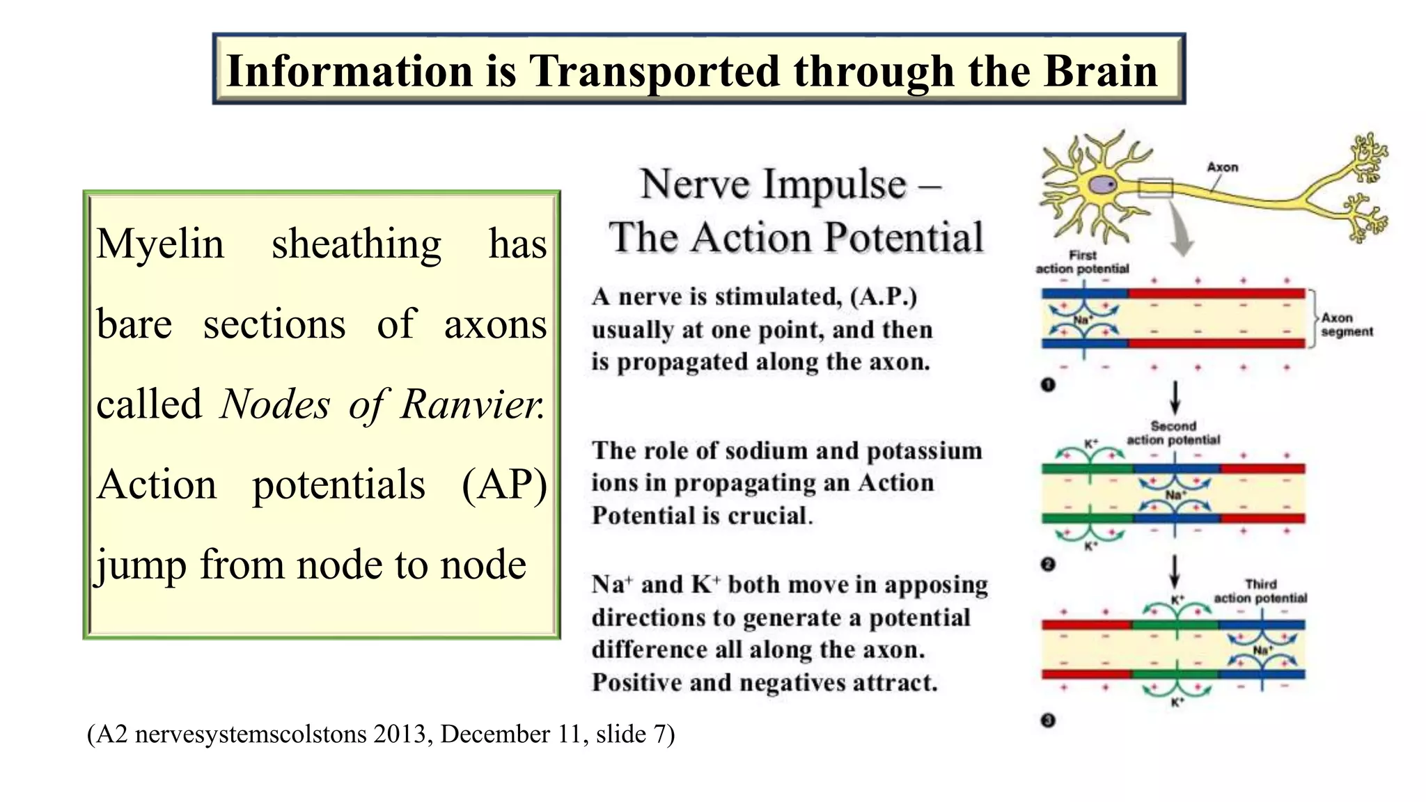 Fetal brain development and cellular functions | PPTX