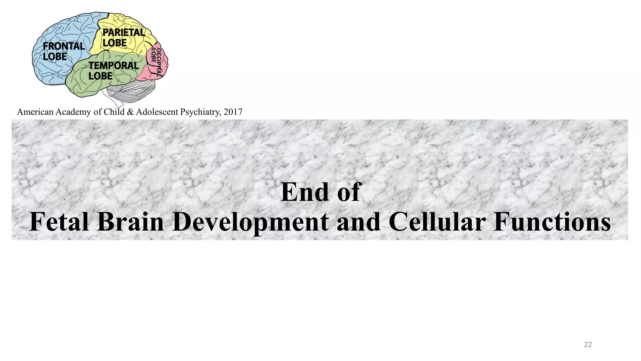 Fetal brain development and cellular functions | PPTX