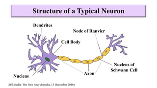 Structure of a Typical Neuron
Dendrites
Cell Body
Nucleus
Axon
Nucleus of
Schwann Cell
Node of Ranvier
(Wikipedia: The Free Encyclopedia, 15 December 2016)
 