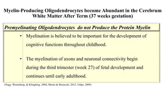 Myelin-Producing Oligodendrocytes become Abundant in the Cerebrum
White Matter After Term (37 weeks gestation)
• Myelination is believed to be important for the development of
cognitive functions throughout childhood.
• The myelination of axons and neuronal connectivity begin
during the third trimester (week 27) of fetal development and
continues until early adulthood.
Premyelinating Oligodendrocytes do not Produce the Protein Myelin
(Nagy, Westerberg, & Klingberg, 2004; Mento & Bisiacchi, 2012; Volpe, 2009)
 