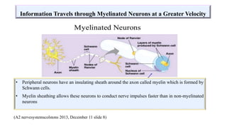 Information Travels through Myelinated Neurons at a Greater Velocity
(A2 nervesystemscolstons 2013, December 11 slide 8)
• Peripheral neurons have an insulating sheath around the axon called myelin which is formed by
Schwann cells.
• Myelin sheathing allows these neurons to conduct nerve impulses faster than in non-myelinated
neurons
 