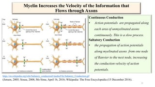 Myelin Increases the Velocity of the Information that
Flows through Axons
Continuous Conduction
• Action potentials are propagated along
each area of unmyelinated axons
continuously. This is a slow process.
Saltatory Conduction
• the propagation of action potentials
along myelinated axons from one node
of Ranvier to the next node, increasing
the conduction velocity of action
potentials.
(Jensen, 2005; Sousa, 2008; Ms Sime, April 16, 2016; Wikipedia: The Free Encyclopedia (15 December 2016).
21
https://en.wikipedia.org/wiki/Saltatory_conduction#/media/File:Saltatory_Conduction.gif
 