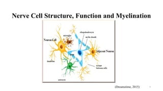 Nerve Cell Structure, Function and Myelination
9(Dreamstime, 2015)
 